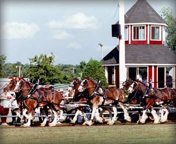 Congrès Mondiale du Clydesdale à Carp en 1999